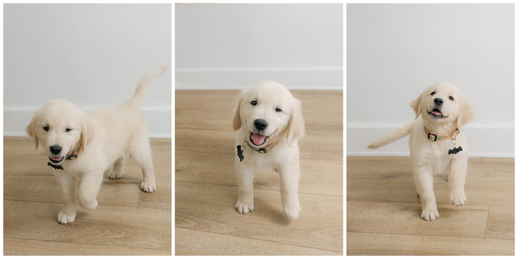 Dog meeting newborn baby during Shreveport newborn photography session